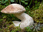 Boletus edulis