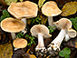 Cortinarius cliduchus