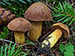 Chalciporus piperatus