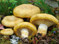 Lactarius scrobiculatus