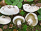 Lactifluus bertillonii