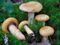 Lactarius repraesentaneus