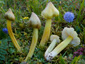 Hygrocybe citrinovirens