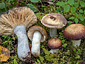 Russula pubescens