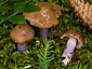 Cortinarius integerrimus