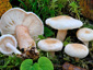 Lactarius scoticus