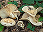 Lactarius illyricus