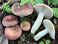 Russula vesca