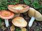 Russula aurantioflammans