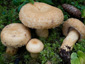 Lactarius repraesentaneus