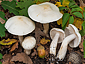 Tricholoma album