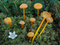 Hygrocybe cantharellus