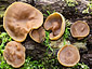 Gyromitra parma