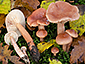 Lactarius decipiens