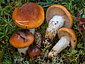 Cortinarius mucosus