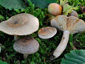 Lactarius pyrogalus