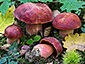 Boletus dupainii