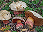 Boletus satanas