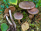 Cortinarius raphanoides