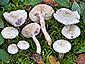 Lactarius aspideus