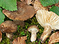 Lactarius romagnesii