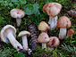 Hygrophorus erubescens var. persicolor