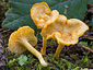 Cantharellus queletii