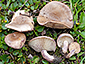 Lactarius pseudouvidus