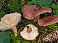 Lactarius hysginus