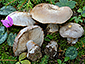 Cortinarius caesiocanescens