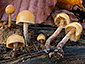 Galerina marginata