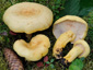 Lactarius flavopalustris