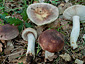 Russula vesca