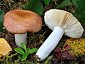 Russula integriformis