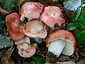 Russula nobilis