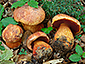 Boletus luteocupreus