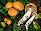 Cortinarius vespertinus