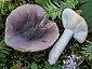 Russula azurea