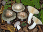 Russula pseudoaeruginea