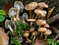 Armillaria cepistipes