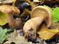 Lactarius quietus