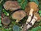 Cortinarius melanotus