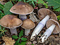 Cortinarius elatior