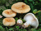 Lactarius auriolla