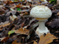Amanita citrina