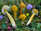 Hygrocybe citrinovirens