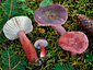 Russula queletii