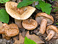 Lactarius fraxineus