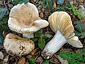 Russula rubroalba var. albrocretacea