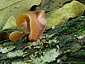 Auricularia auricula-judae